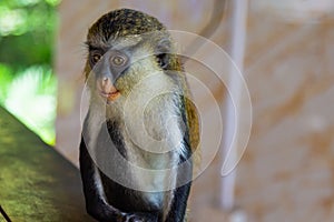 Mona monkey otherwise known as Cercopithecus mona sitting quietly at a table