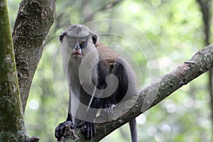 Mona monkey sit atop a tree in the forest