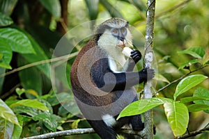 Mona monkey sitting on a tree, Grand Etang National Park, Grenada