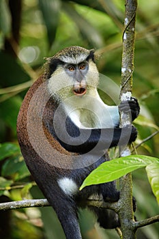Mona monkey sitting on a tree, Grand Etang National Park, Grenada