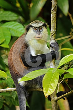 Mona monkey sitting on a tree, Grand Etang National Park, Grenada