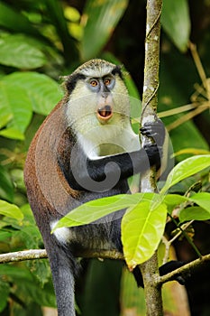 Mona monkey sitting on a tree, Grand Etang National Park, Grenada