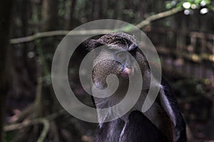 MONA MONKEY, CERCOPITHECUSMONA, AT ALER AT LEKKI CONSERVATION CONSERVATION CENTRE photo