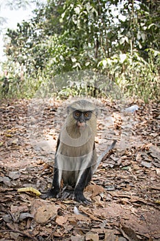 Mona monkey in Tafi Atome in the Volta Region in Ghana photo