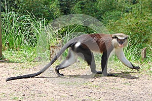 Mona Monkey side view. photo