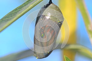 Monach Butterfly Chrysalis
