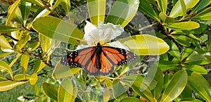 A Monach butterfly eating nectar