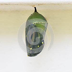 Monach Chrysalis
