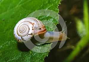 Monacha cartusiana - a mollusk crawls on green leaves in a garden