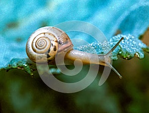 Monacha cartusiana - a mollusk crawls on green leaves in a garden