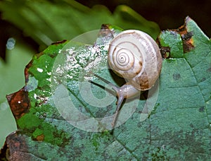 Monacha cartusiana - a mollusk crawls on green leaves in a garden