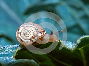 Monacha cartusiana - a mollusk crawls on green leaves in a garden