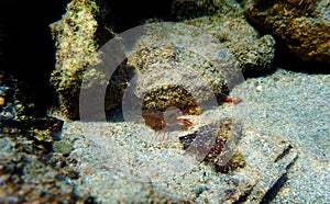 Monaco peppermint shrimp - Lysmata seticaudata photo