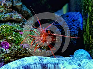 Monaco Red Peppermint Shrimp - Lysmata seticaudata