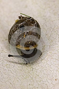 Monadenia fidelis with patterned shell photo