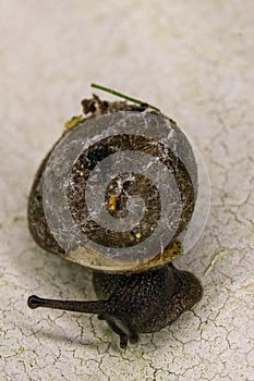 Monadenia fidelis snail photo