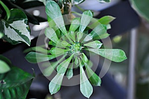 Monadenium, Euphorbia ritchiei or EUPHORBIACEAE photo