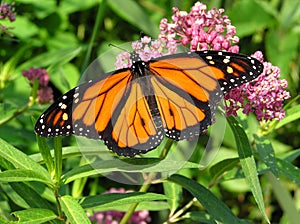 Monarch photo
