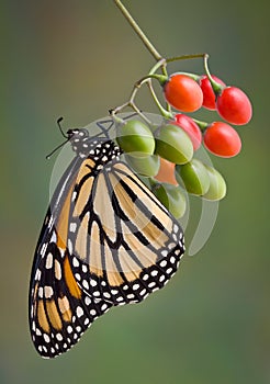 Monarch on berries