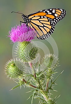 Monarch on bull thistle