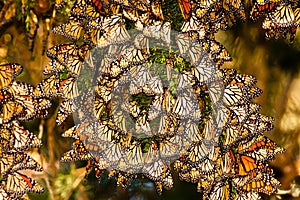 Monarch Butterflies photo