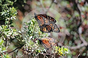 Monarch Butterflies