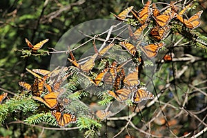 Monarch Butterflies