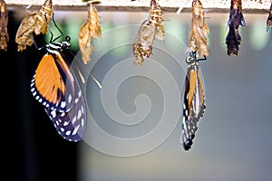 Monarch butterflies