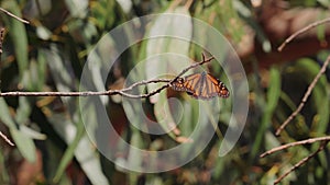 Monarch butterflies on a branch of Eucalyptus tree