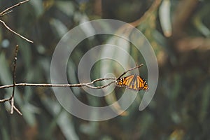 Monarch butterflies on a branch of Eucalyptus tree, close-up