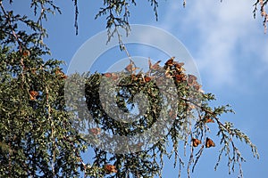 Monarch Butterflies photo