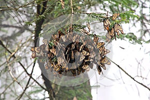 Monarch Butterflies photo