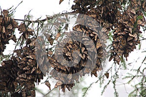 Monarch Butterflies photo