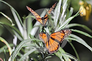 Monarch Butterflies photo