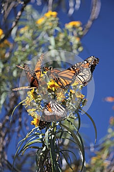 Monarch Butterflies photo