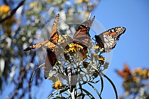 Monarch Butterflies photo