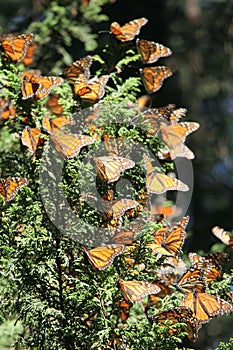 Monarch Butterflies photo