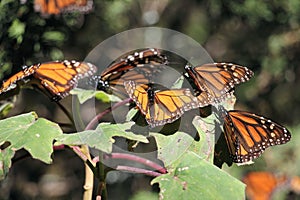 Monarch Butterflies photo