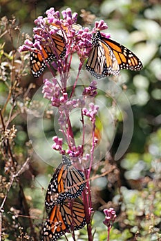 Monarch Butterflies photo