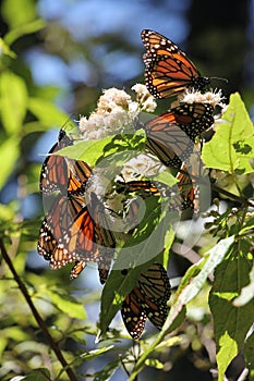 Monarch Butterflies photo