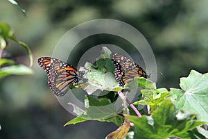 Monarch Butterflies photo