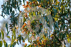 Monarch butterflies cluster in the limbs of majestic Eucalyptus trees, Pismo Beach Grove, California