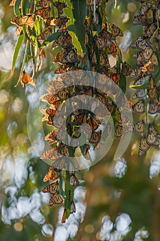 Monarch butterflies cluster in the limbs of majestic Eucalyptus trees, Pismo Beach Grove, California