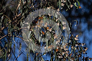 Monarch Butterflies cluster in Pismo Beach, CA for