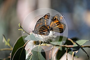 Monarch Butterflies cluster in Pismo Beach, CA