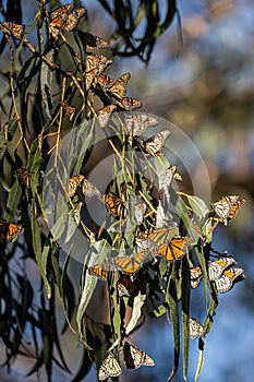 Monarch Butterflies cluster in Pismo Beach, CA