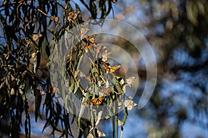 Monarch Butterflies cluster in Pismo Beach, CA