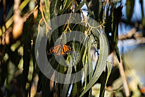 Monarch Butterflies cluster in Pismo Beach, CA