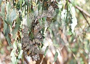 Monarch butterflies clustered in a Eucalyptus tree