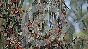 Monarch butterflies clusters in the limbs of majestic Eucalyptus trees